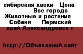 l: сибирская хаски › Цена ­ 10 000 - Все города Животные и растения » Собаки   . Пермский край,Александровск г.